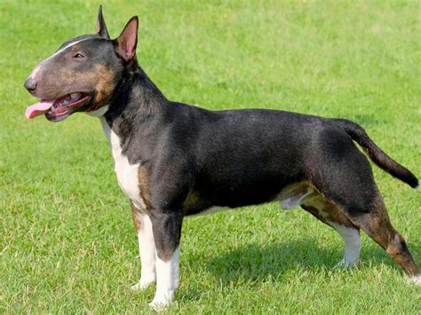 Black Bull Terrier Bulterriër Lees Hier Meer Over Dit Mooie
