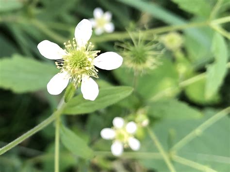 White Avens Plant