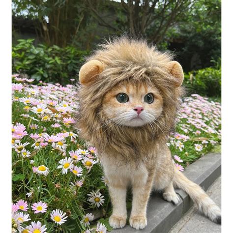 Cat In Lion Costume Meme at Cathy Remington blog