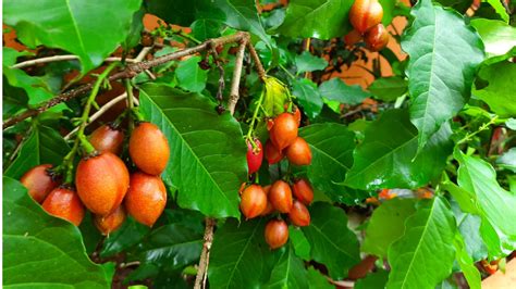 Green Paradise Peanut Butter Fruit Plant Bunchosia argentea Live Plant ...