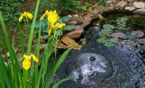 Using Pool Pump for Pond Pump 的图像结果