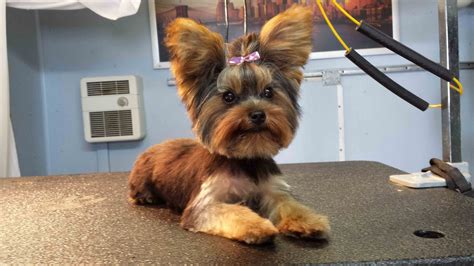 Yorkshire Terrier Hairstyles: What You Need For Appropriate Haircut ...