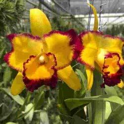 Paradise Flowers Cattleya/RLC. Yen 24 Face X RLC. Shinshiang Diamond ...