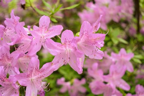The Martha Stewart Blog : Blog Archive Flowering Azaleas at My Farm ...