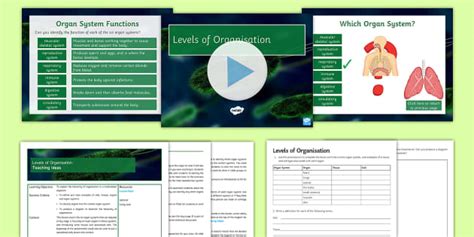 Cells Tissues Organs Organ Systems Activity Biology | Beyond