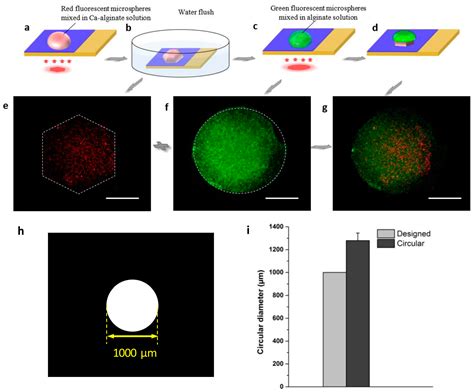 Three-Dimensional Calcium Alginate Hydrogel Assembly via TiOPc-Based ...