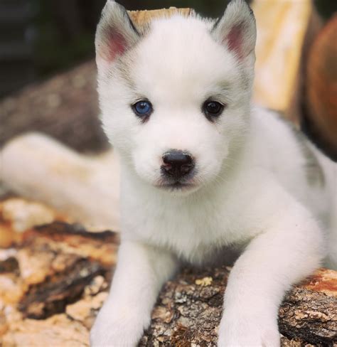 Gray And White Husky Puppy