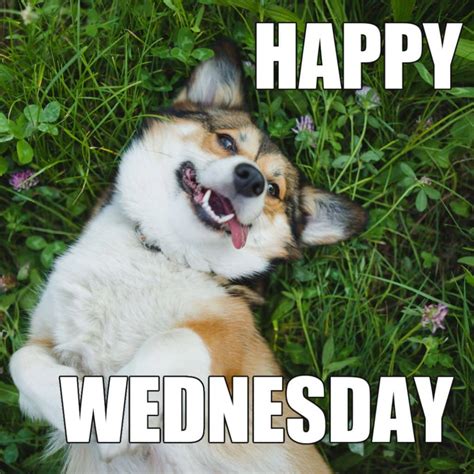 25 Cute Wednesday Memes To Make You Smile On Hump Day