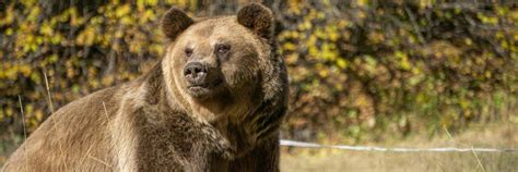 Rescue Bear Teddy - FOUR PAWS International - Animal Welfare Organisation