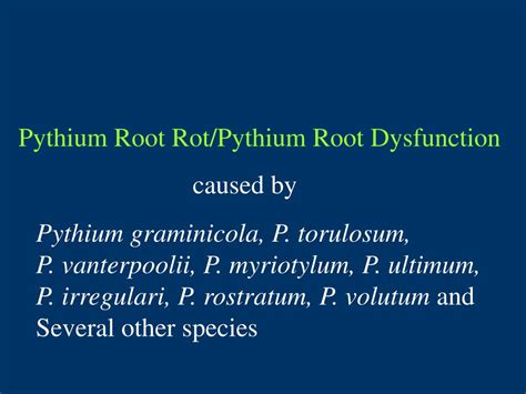 Image result for Pythium Root Rot Signs