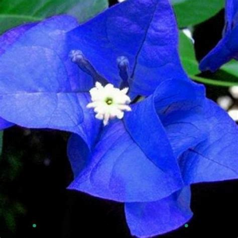 Promo TANAMAN HIAS BOUGENVILLE BUNGA BIRU/POHON BOUGENVILLE BUNGA BIRU ...