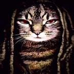 Netless Script 的图像结果