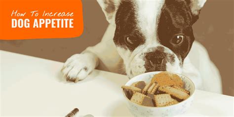What Increases Dogs Appetite