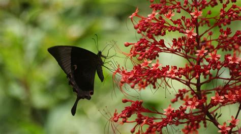 ANEJHARI BUTTERFLY CAMP (Kollur, Karnataka) - Campground Reviews ...