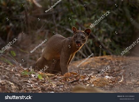 Wild Fossa Madagascar Apex Predator Madagascar Stock Photo 2221180663 | Shutterstock
