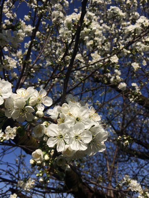 Cherry Tree 的图像结果