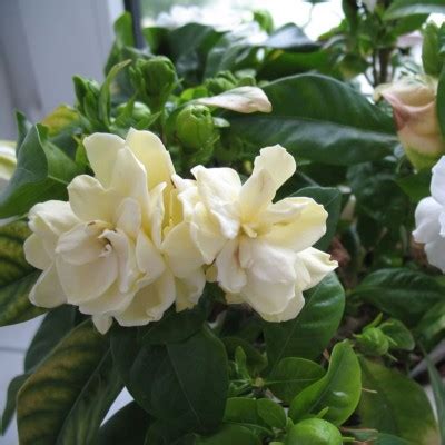Gardenia jasminoides