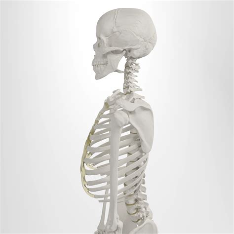 Image result for Model of Skeleton