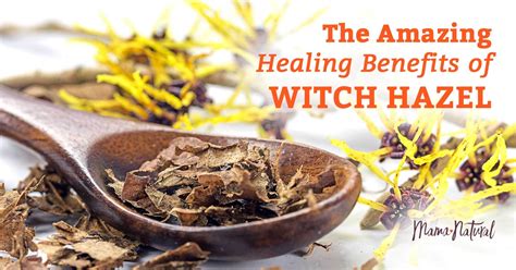 Witch Hazel: The Amazing Healing Benefits of This Plant