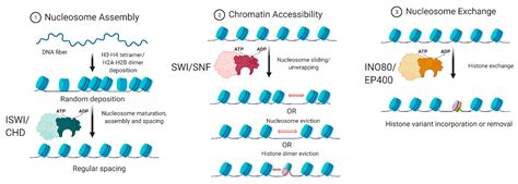 At the Crossroad of Gene Regulation and Genome Organization: Potential ...