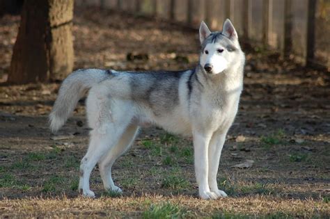 Dog Breeds Similar To Siberian Husky » SimilarBreeds.com