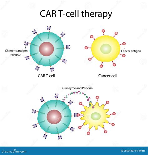 CAR T-cell Therapy and Cancer Treatment. CAR T Cells Immunotherapy ...
