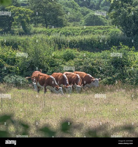Cattle grazing in pasture. Believed to be Hereford cattle breed. For UK ...