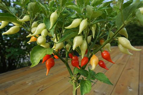 25 Sweety Drop Pepper Seeds, Heirloom Red Biquinho Seeds, Brazilian ...