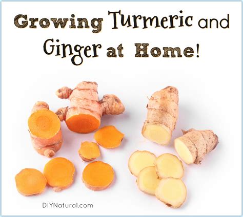 Growing Turmeric and Growing Ginger: Growing Healthy Roots at Home!