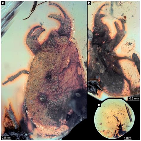 Scientists Discover 100-Million-Year-Old Fossil Tiny Creature Trapped ...