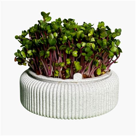 Peace N Joy Microgreens Growing Kit - Modern Luxury Indoor Grow System