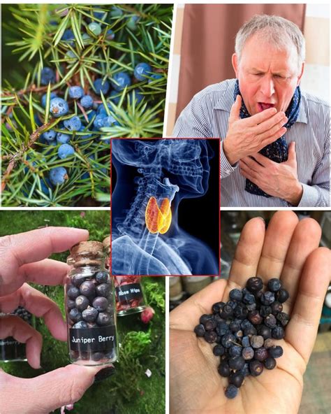 12 Surprising Health Benefits of Juniper You Didn’t Know About