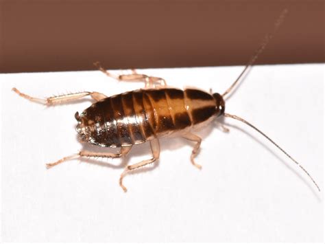 Image result for German Cockroach Identification