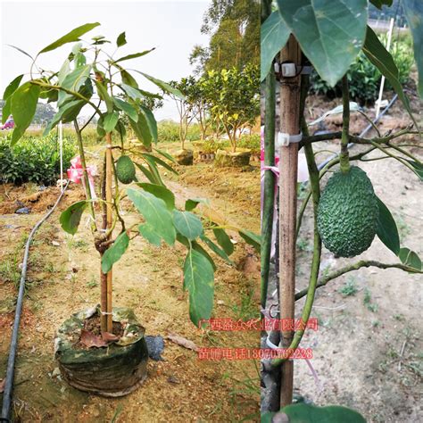牛油果盆栽几年结果-种植技术-中国花木网