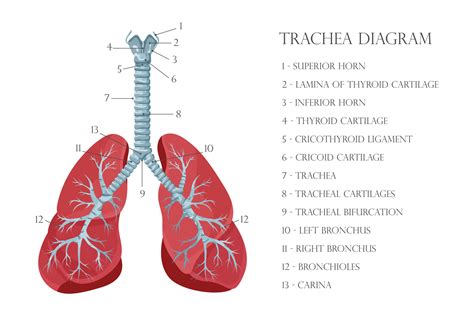 Carina Trachea