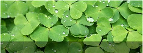 Sky Border_Our Services