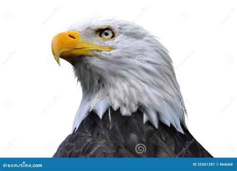 Bald eagle isolated stock image. Image of black, birds - 25561287