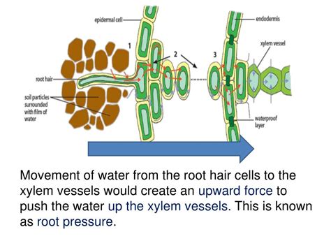 Root Pressure Diagram