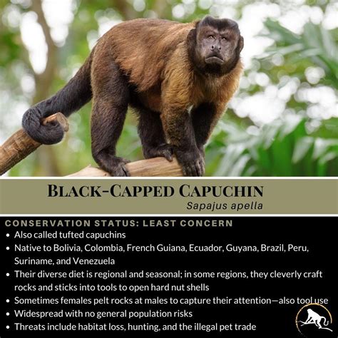 Black-Capped Capuchin, Sapajus apella | New England Primate Conservancy
