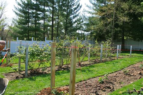 How To Plant Blackberry Bushes - Plant Ideas