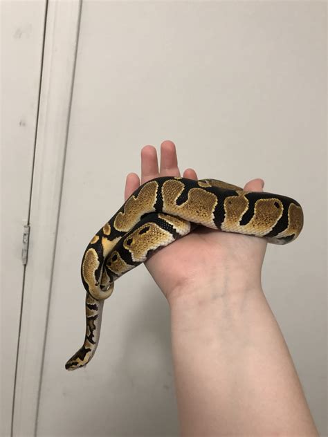 Image result for PetSmart Python