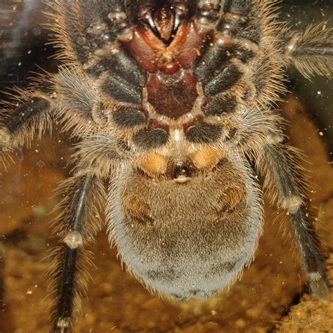 Haven't gotten a molt yet, but can someone see if this one's male or female? (P. cancerides) : r ...