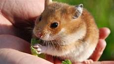 malvorlagen uhr nachts hamster z 228 hmen so erziehen sie ihr tier malvorlagen uhr nachts hamster z 228 hmen so erziehen sie ihr tier