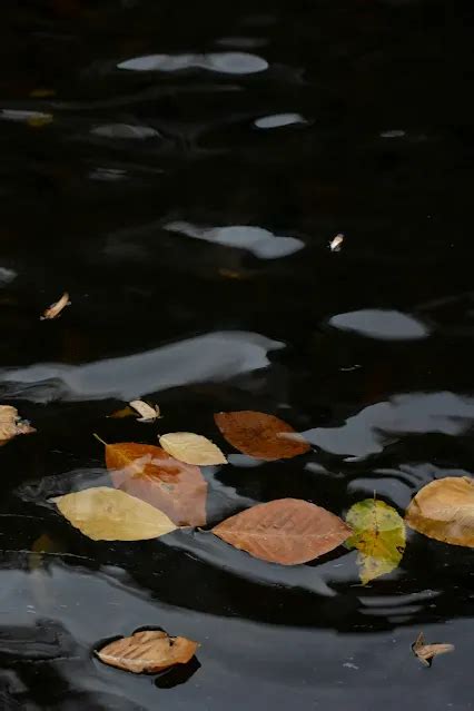 Nature Poems in Hindi: प्रकृति पर 10+ कविताएँ (Short & Heart Touching ...