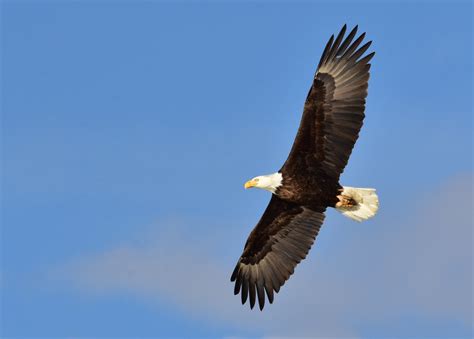 Where to See Bald Eagles in Texas | BirdingLocations