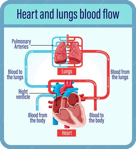 Image result for Pattern of Blood Circulation