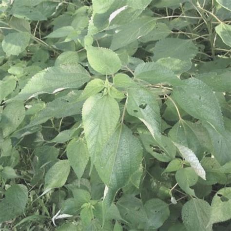 Is Ramie Fabric Itchy? | Karmina