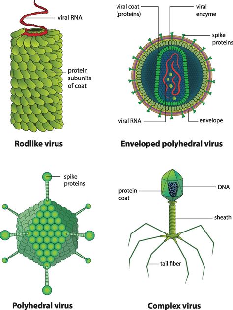 Image result for Virus Types