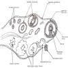 TS of ovary of mammals - Brainly.in