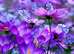 Image result for Spring Wallpaper iPhone Drawing